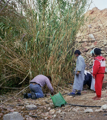 Collection of earthworms in a garden in the Sinai - ©Photo: Patricia Cardet