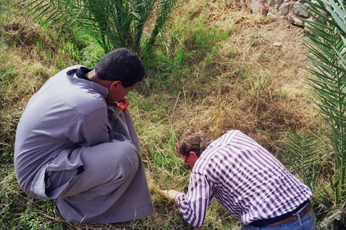 Collection of earthworms in a plantation in the Sinai - ©Photo: Patricia Cardet