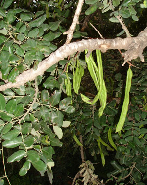 Carob tree, Nahal Oren, Israel, 2006 - ©Photo : Patricia Cardet