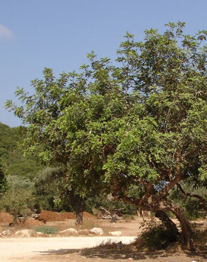 Carob tree, Nahal Oren, Israel, 2006 - ©Photo : Patricia Cardet