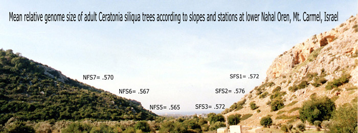 Mean relative genome size of adult Ceratonia siliqua trees at Nahal Oren